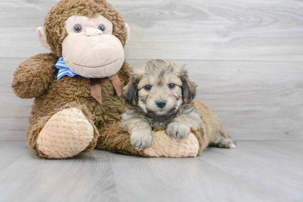 Aussiechon Pup Being Cute