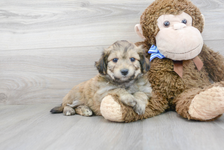 Playful Australian Designer Puppy