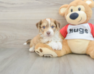 6 week old Aussiechon Puppy For Sale - Premier Pups