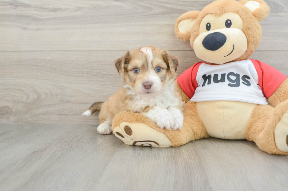 5 week old Aussiechon Puppy For Sale - Premier Pups