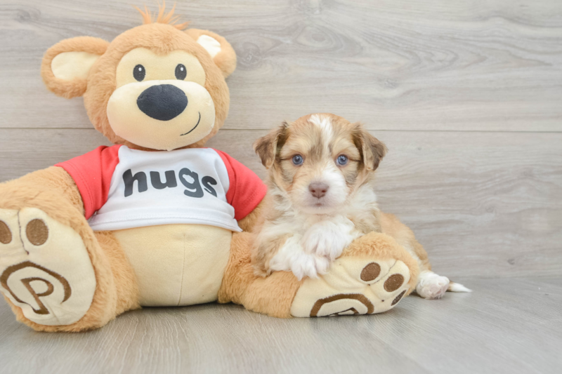 Meet Lauderdale - our Aussiechon Puppy Photo 3/3 - Premier Pups