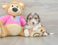 6 week old Aussiechon Puppy For Sale - Premier Pups