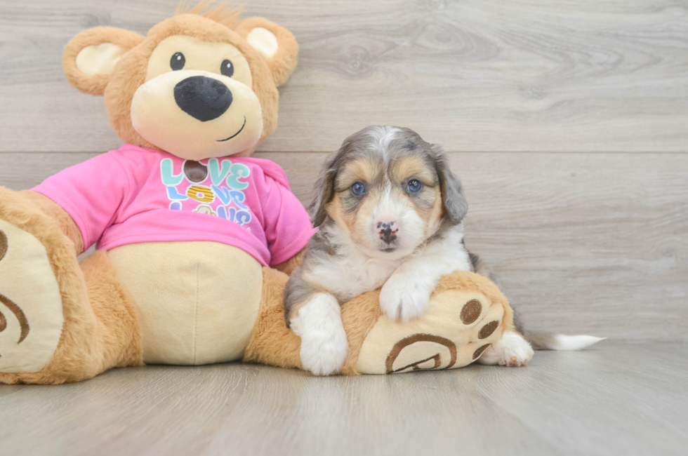 5 week old Aussiechon Puppy For Sale - Premier Pups
