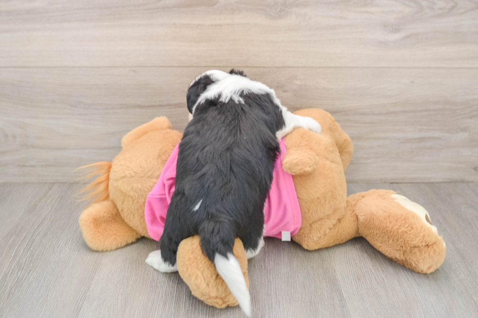 Aussiechon Puppy for Adoption