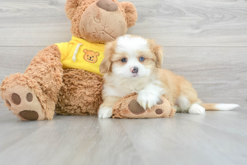 Aussiechon Pup Being Cute