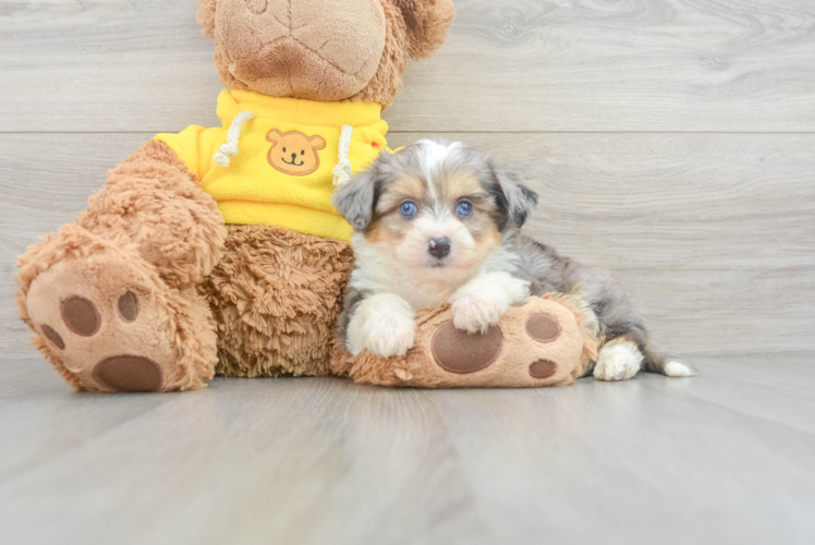 Aussiechon Pup Being Cute