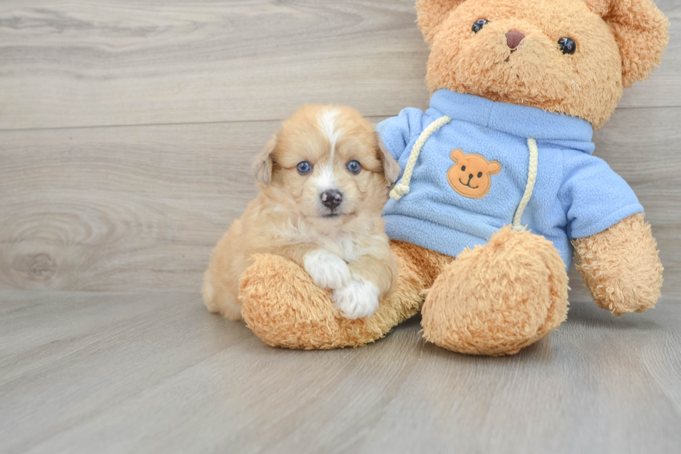 Energetic Aussie Bichon Designer Puppy