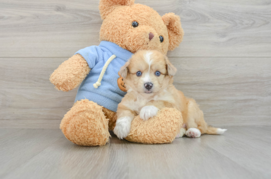 Aussiechon Pup Being Cute