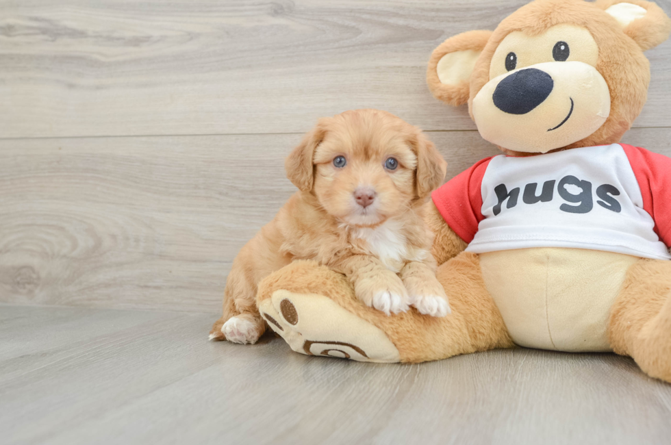 5 week old Aussiechon Puppy For Sale - Premier Pups