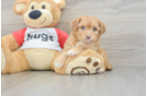 Aussiechon Puppy for Adoption