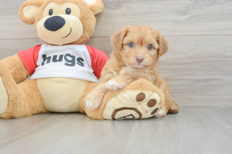 Aussiechon Puppy for Adoption