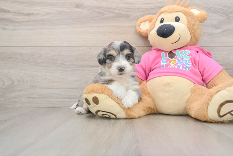 Aussiechon Puppy for Adoption