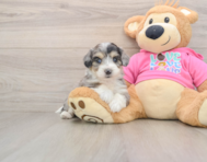 8 week old Aussiechon Puppy For Sale - Premier Pups