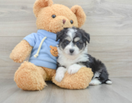 6 week old Aussiechon Puppy For Sale - Premier Pups