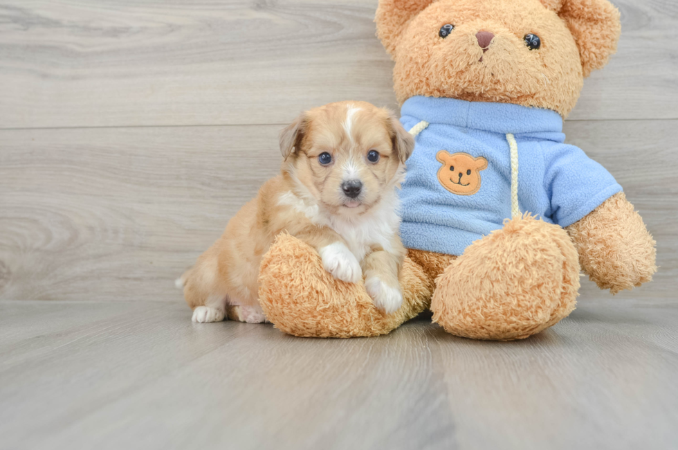 5 week old Aussiechon Puppy For Sale - Premier Pups