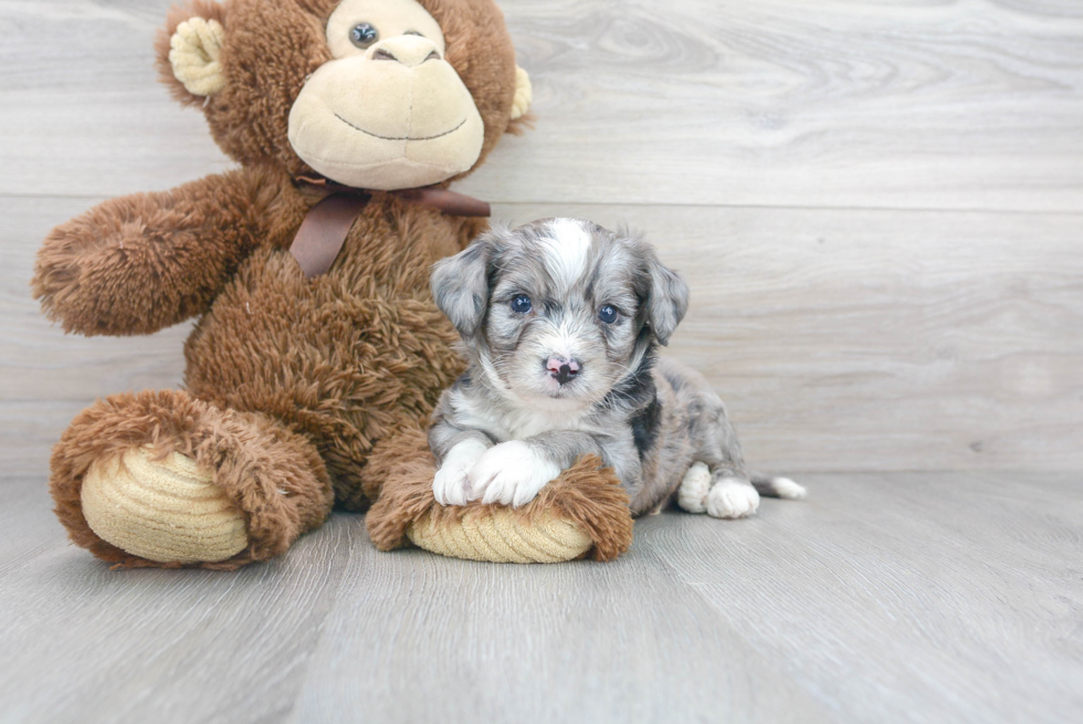 Small Aussiechon Baby