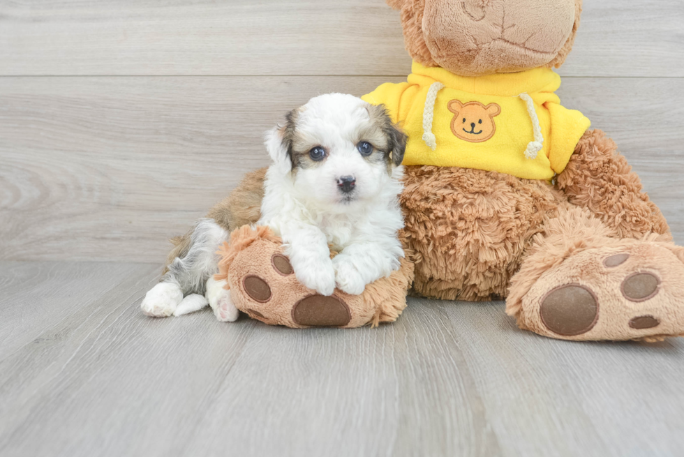 Fluffy Aussiechon Designer Pup