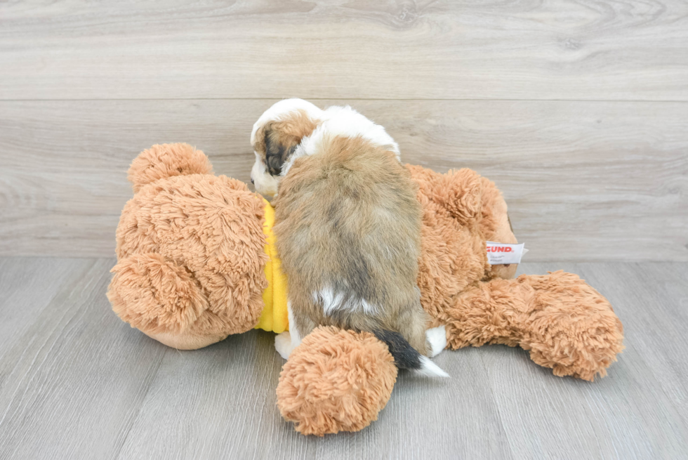 Sweet Aussiechon Baby