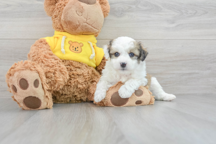 Small Aussiechon Baby