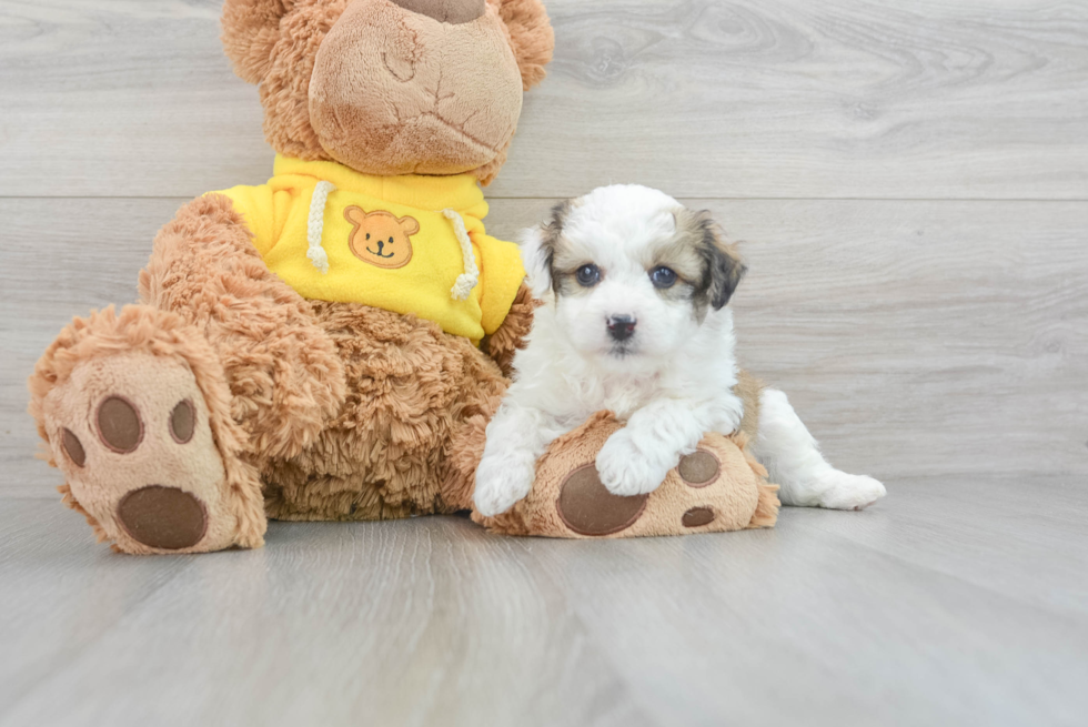 Small Aussiechon Baby