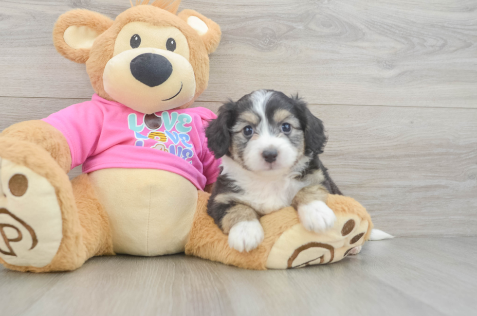 5 week old Aussiechon Puppy For Sale - Premier Pups