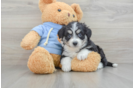 Hypoallergenic Aussie Bichon Designer Puppy