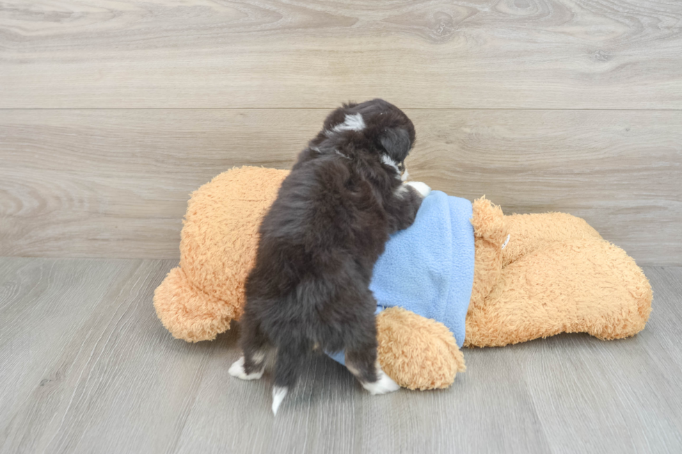 Hypoallergenic Aussie Bichon Designer Puppy