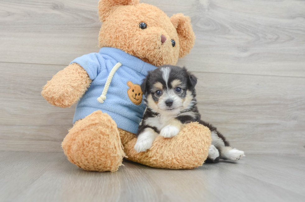 5 week old Aussiechon Puppy For Sale - Premier Pups