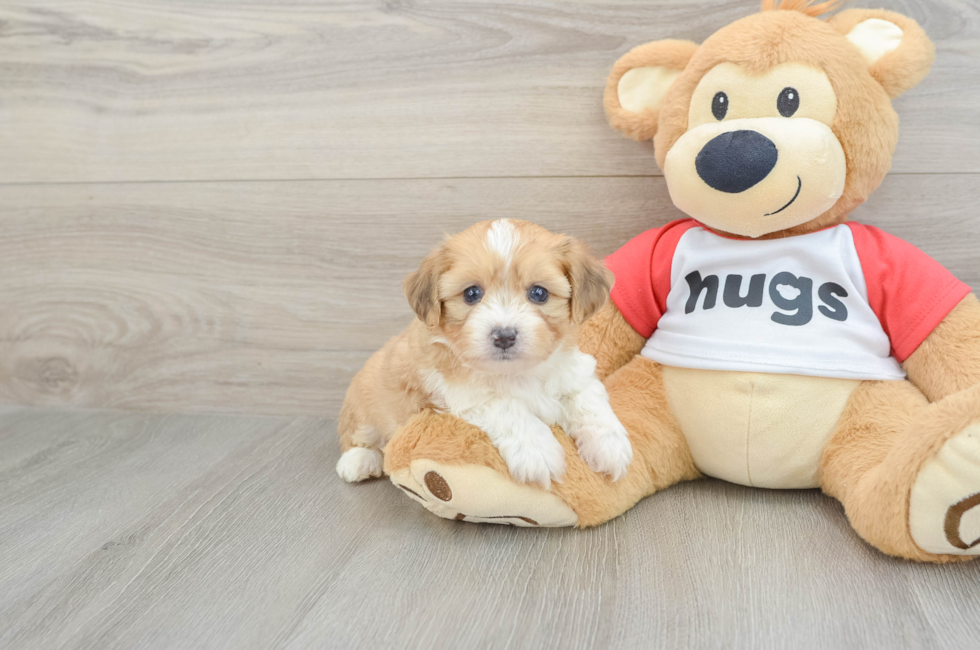 5 week old Aussiechon Puppy For Sale - Premier Pups