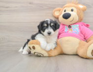 7 week old Aussiechon Puppy For Sale - Premier Pups