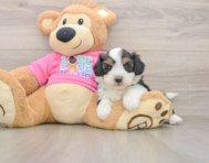 8 week old Aussiechon Puppy For Sale - Premier Pups