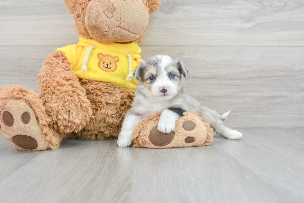 Aussiechon Pup Being Cute