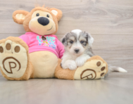 8 week old Aussiechon Puppy For Sale - Premier Pups