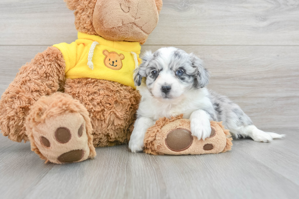 Playful Australian Designer Puppy