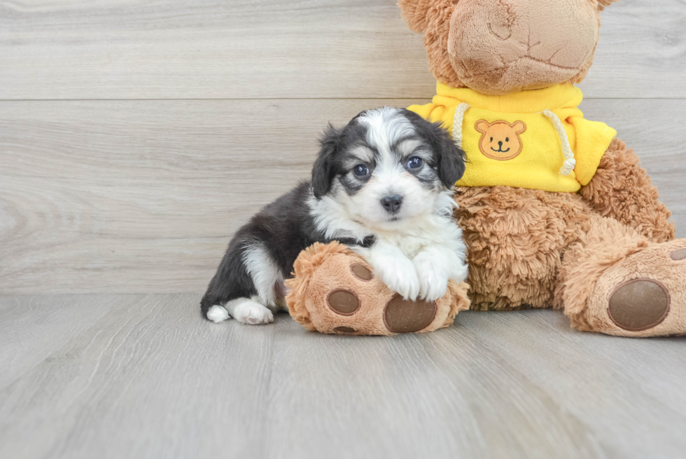 Aussiechon Pup Being Cute