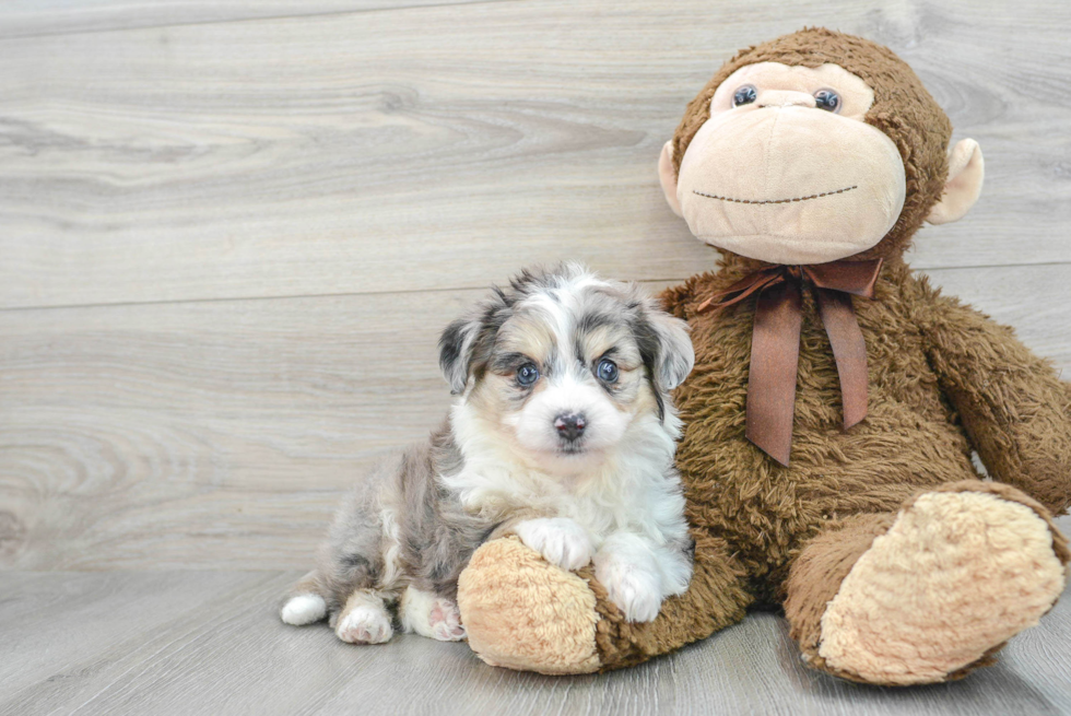 Aussiechon Puppy for Adoption