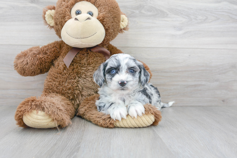 Little Australian Designer Puppy