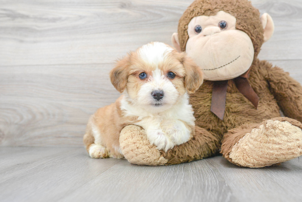 Popular Aussiechon Designer Pup