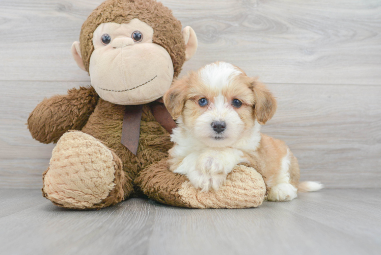 Aussiechon Puppy for Adoption