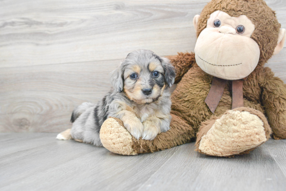 Popular Aussiechon Designer Pup