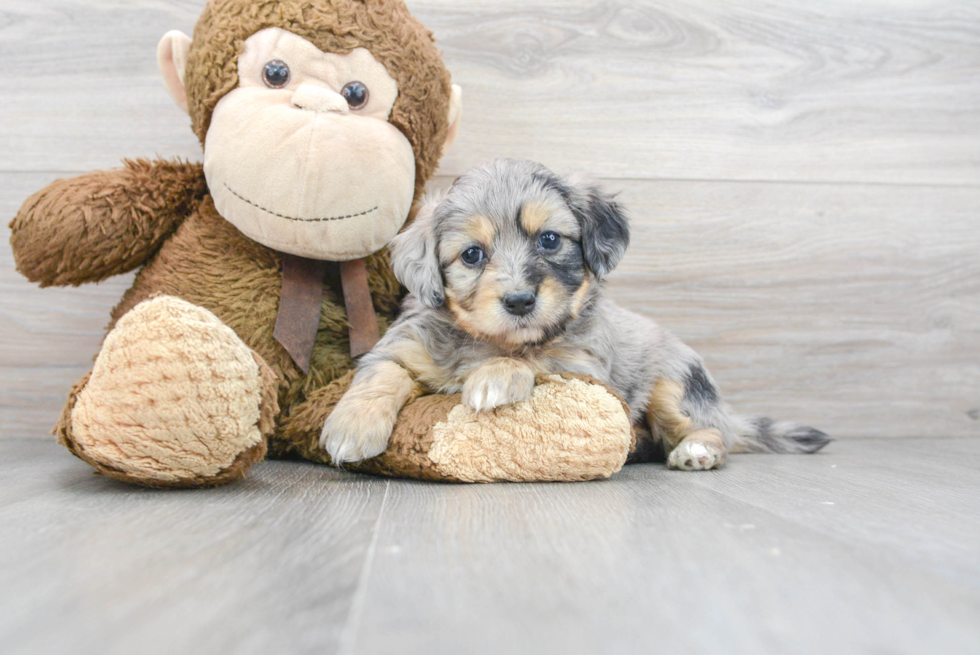 Fluffy Aussiechon Designer Pup