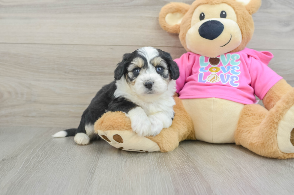 5 week old Aussiechon Puppy For Sale - Premier Pups