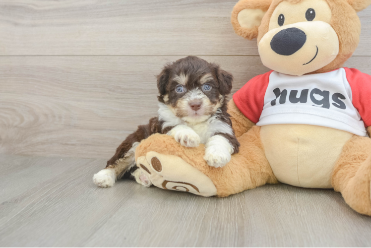 Aussiechon Puppy for Adoption