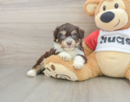 5 week old Aussiechon Puppy For Sale - Premier Pups