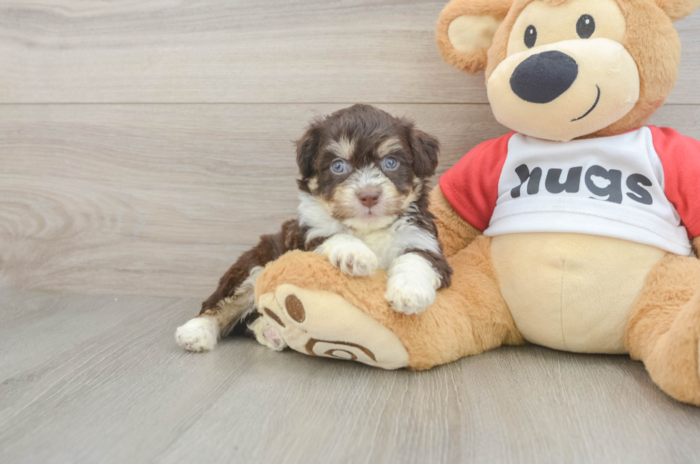 5 week old Aussiechon Puppy For Sale - Premier Pups