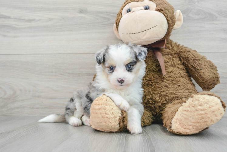 Aussiechon Pup Being Cute