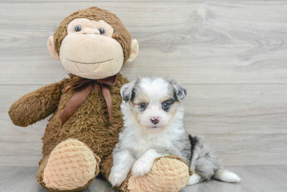 Hypoallergenic Australian Designer Puppy