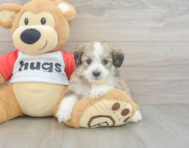 5 week old Aussiechon Puppy For Sale - Premier Pups
