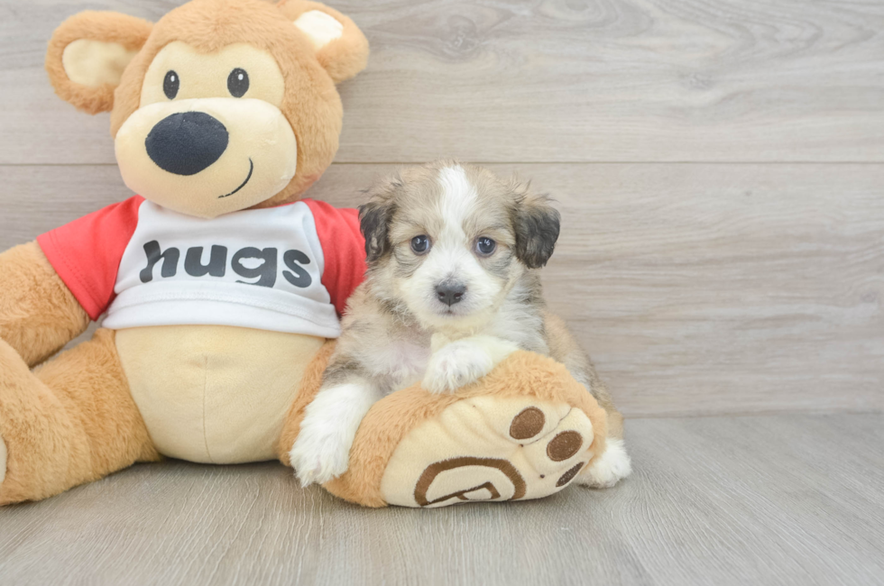5 week old Aussiechon Puppy For Sale - Premier Pups