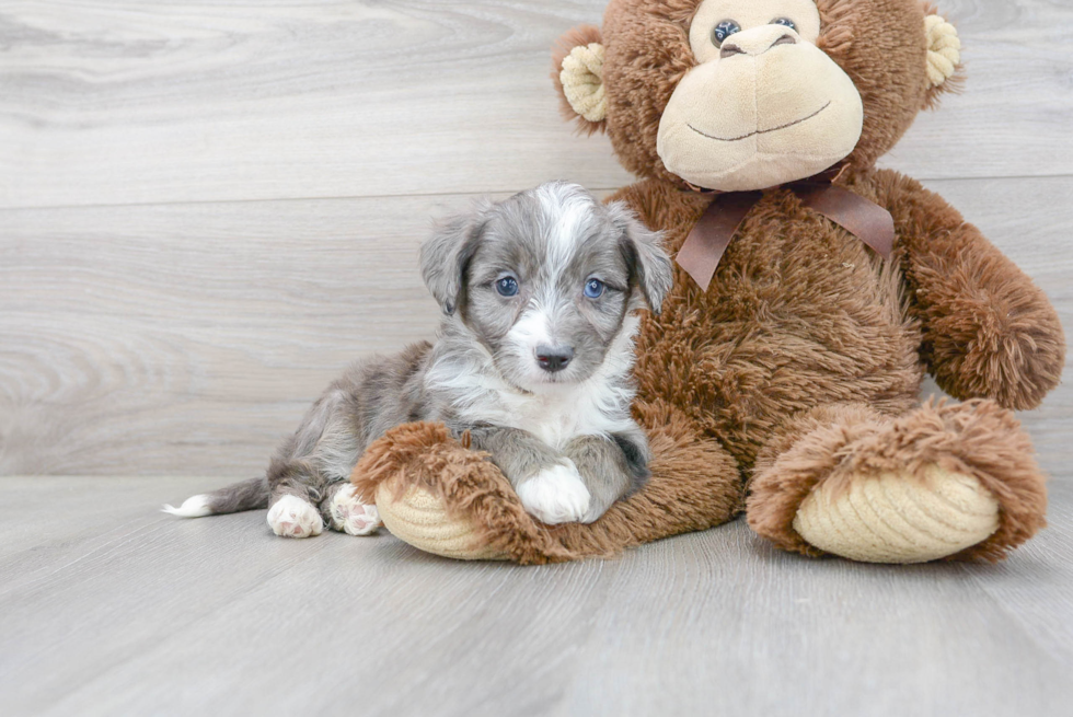 Playful Australian Designer Puppy